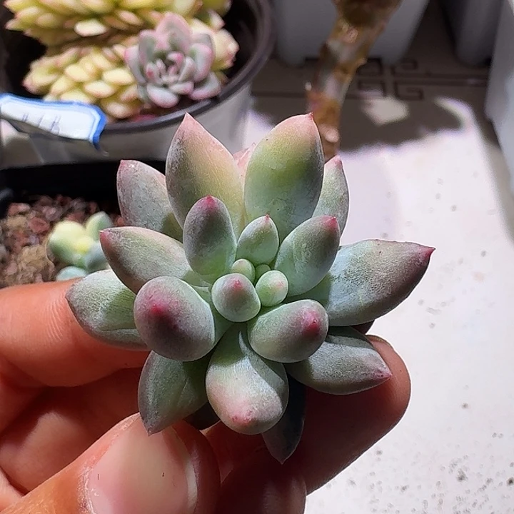 所罗门锦拉丝锦锦