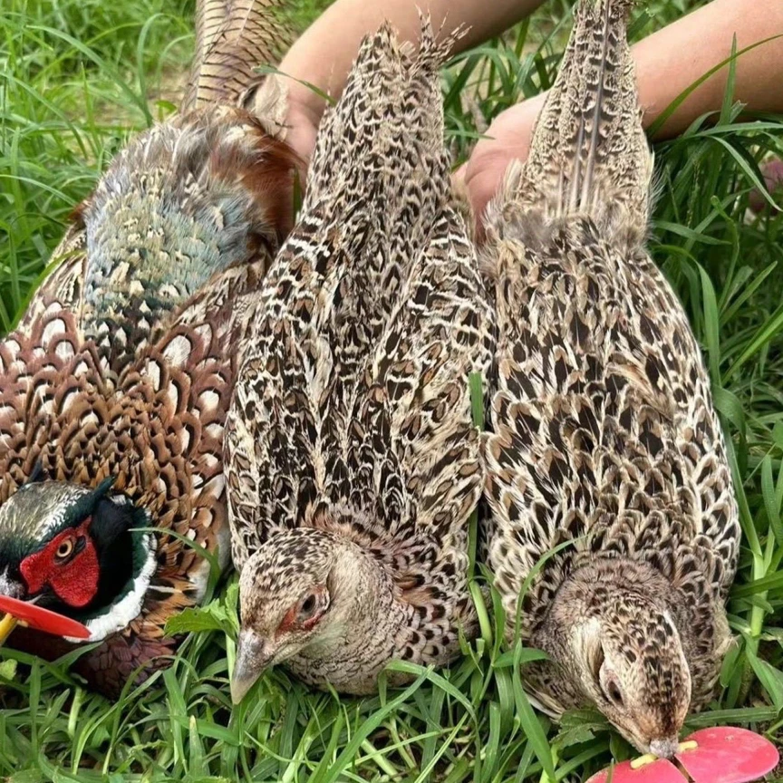 七彩山咸鸡腊味咸鸡人工养殖繁育养殖腊味七彩山咸鸡