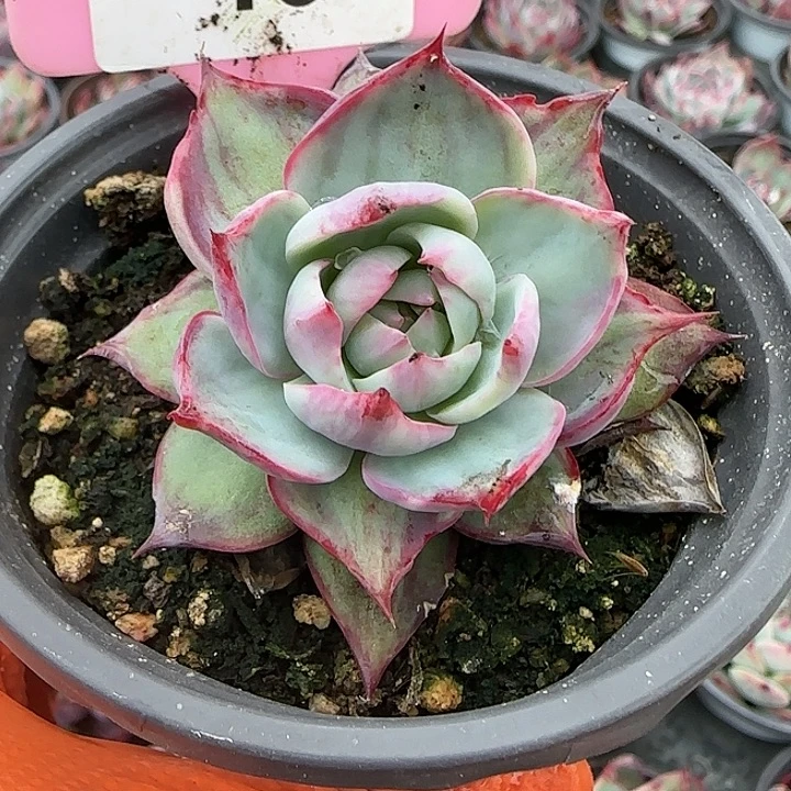 46 惊鸿仙子多肉植物5-9cm