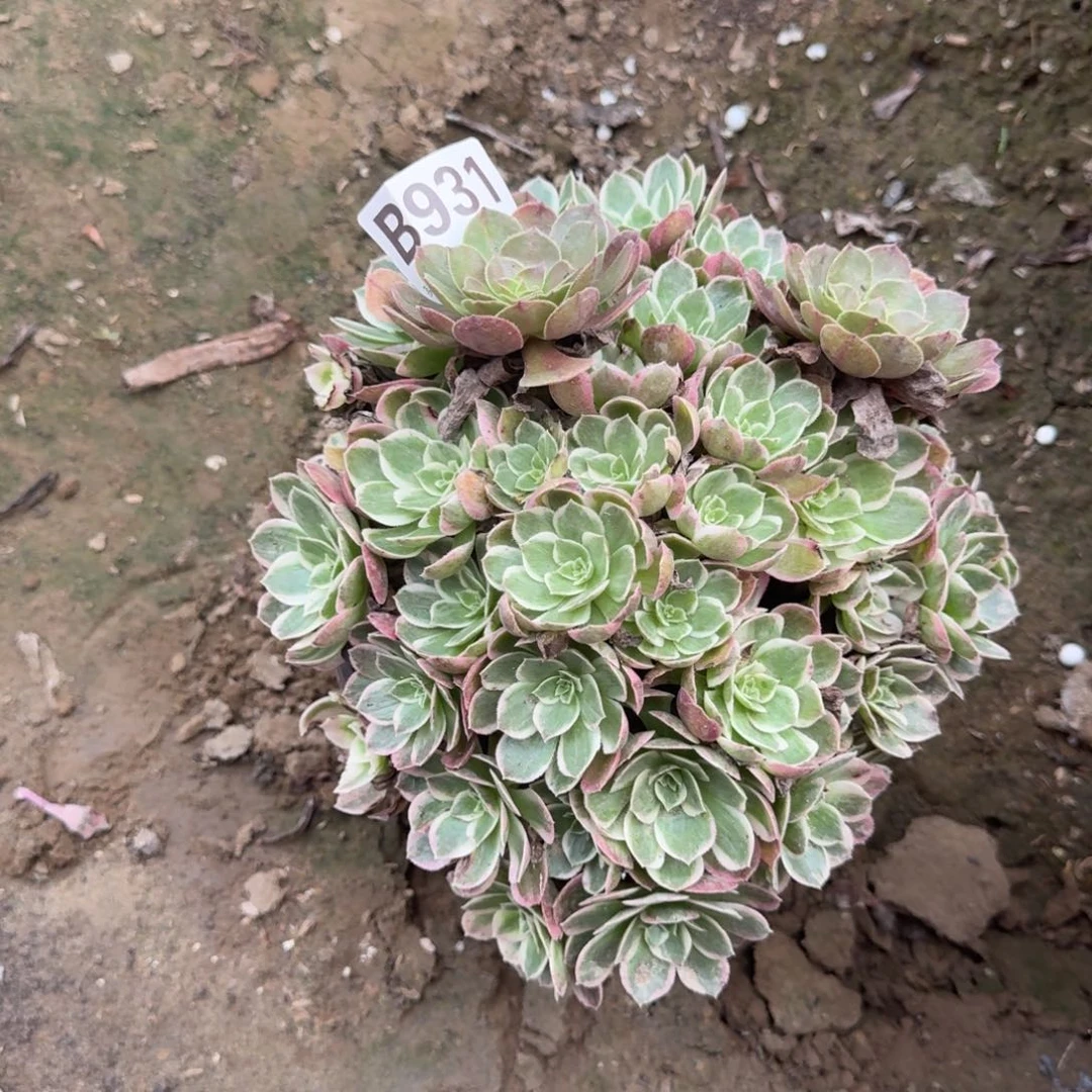 18阴。法师海仙931
