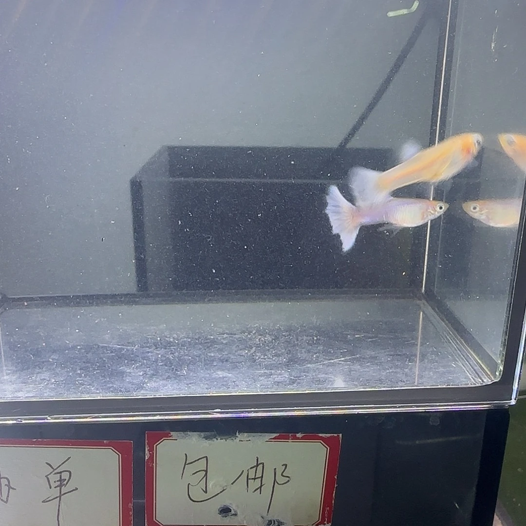 孔雀鱼拉珠利紫尾一对