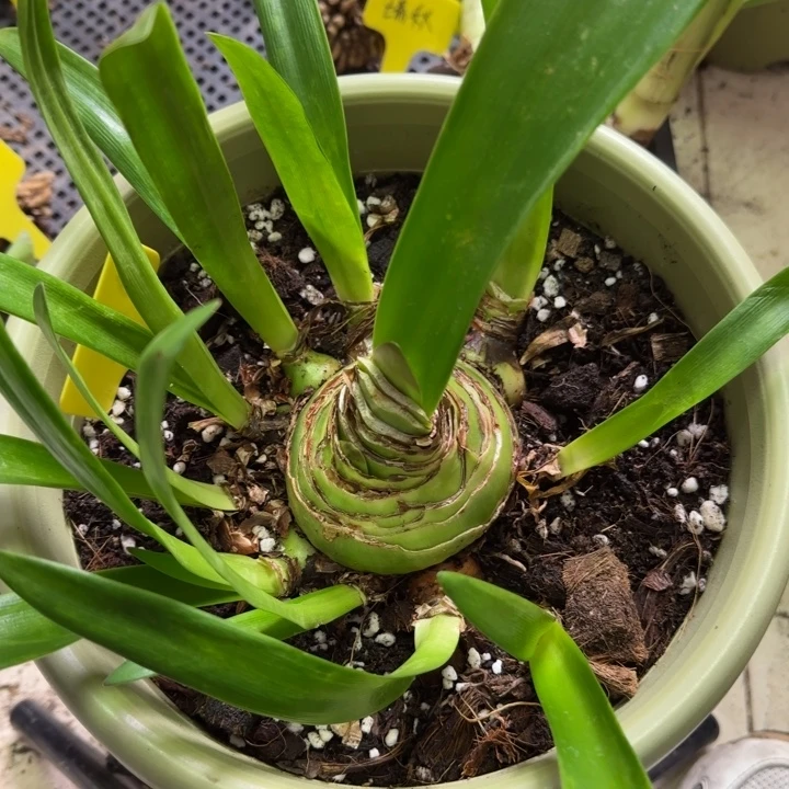 唐***荣无花朵争艳主球7+带10侧