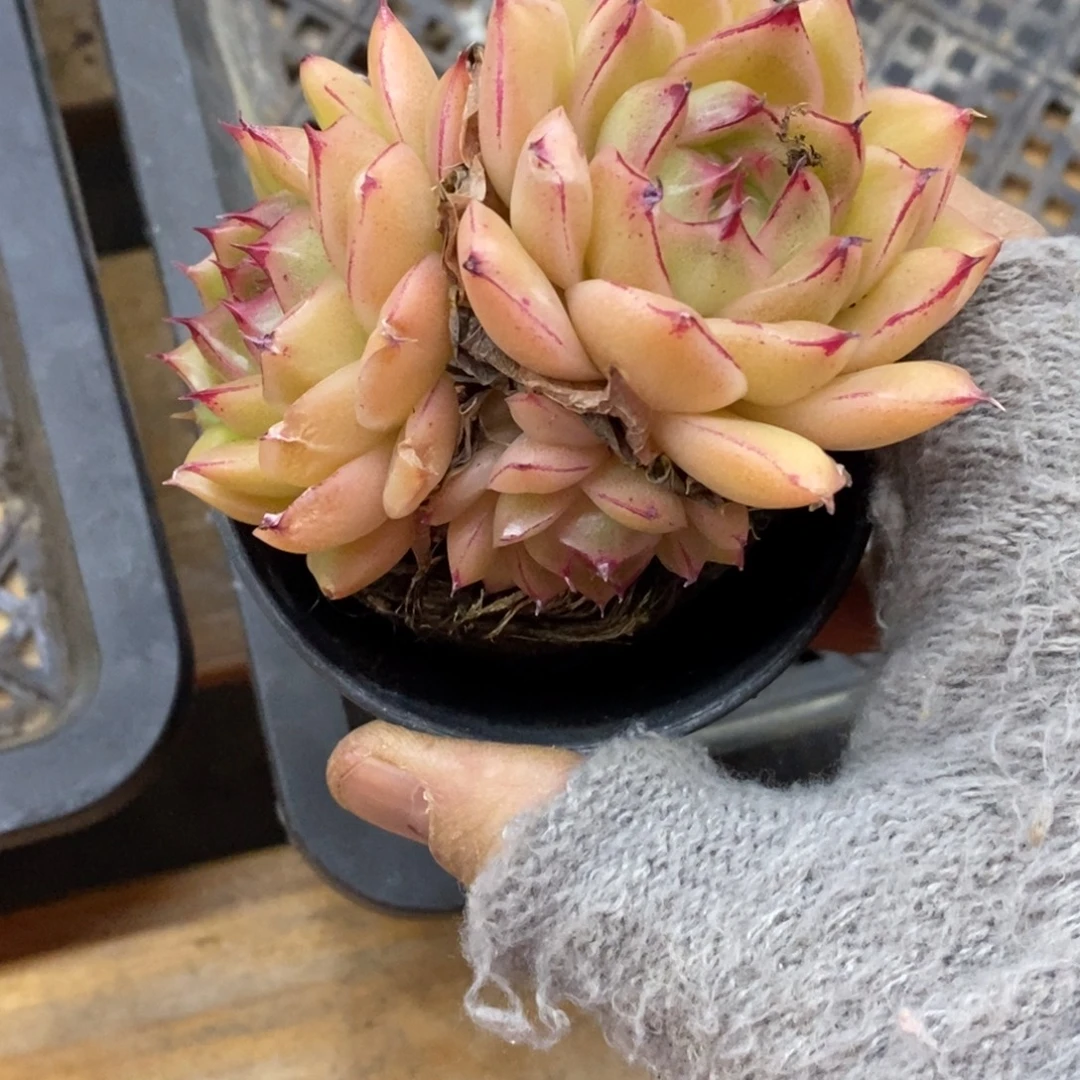 精品多肉一物一拍不包整414