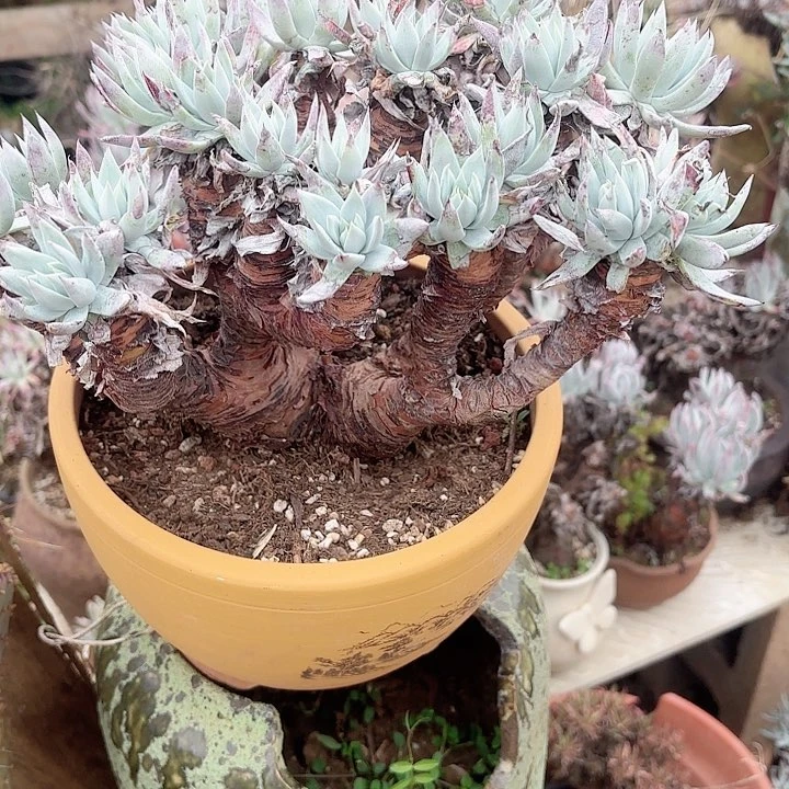 虫*哥仙女杯多肉植物