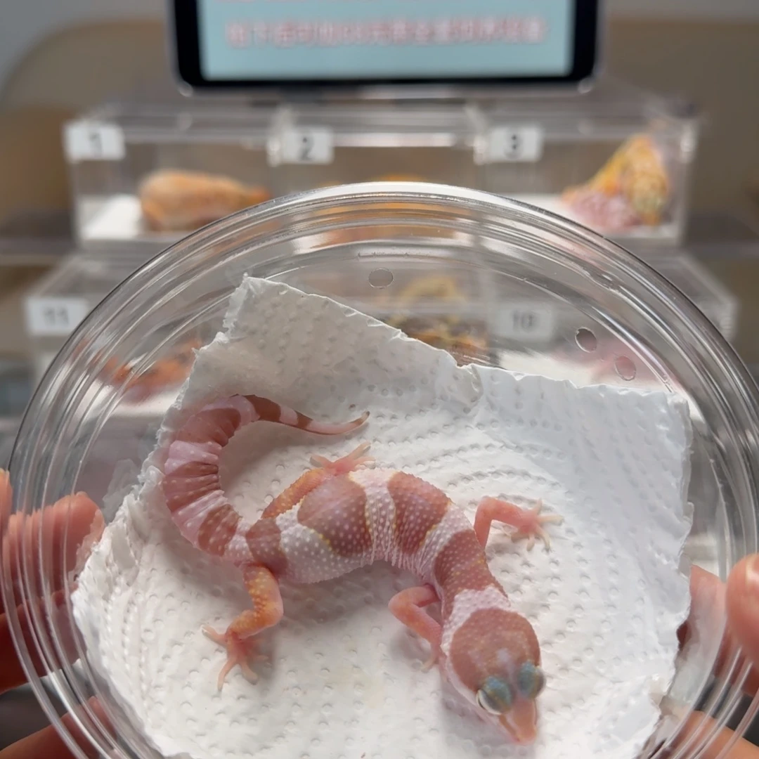 豹纹守宫雪花川普母温