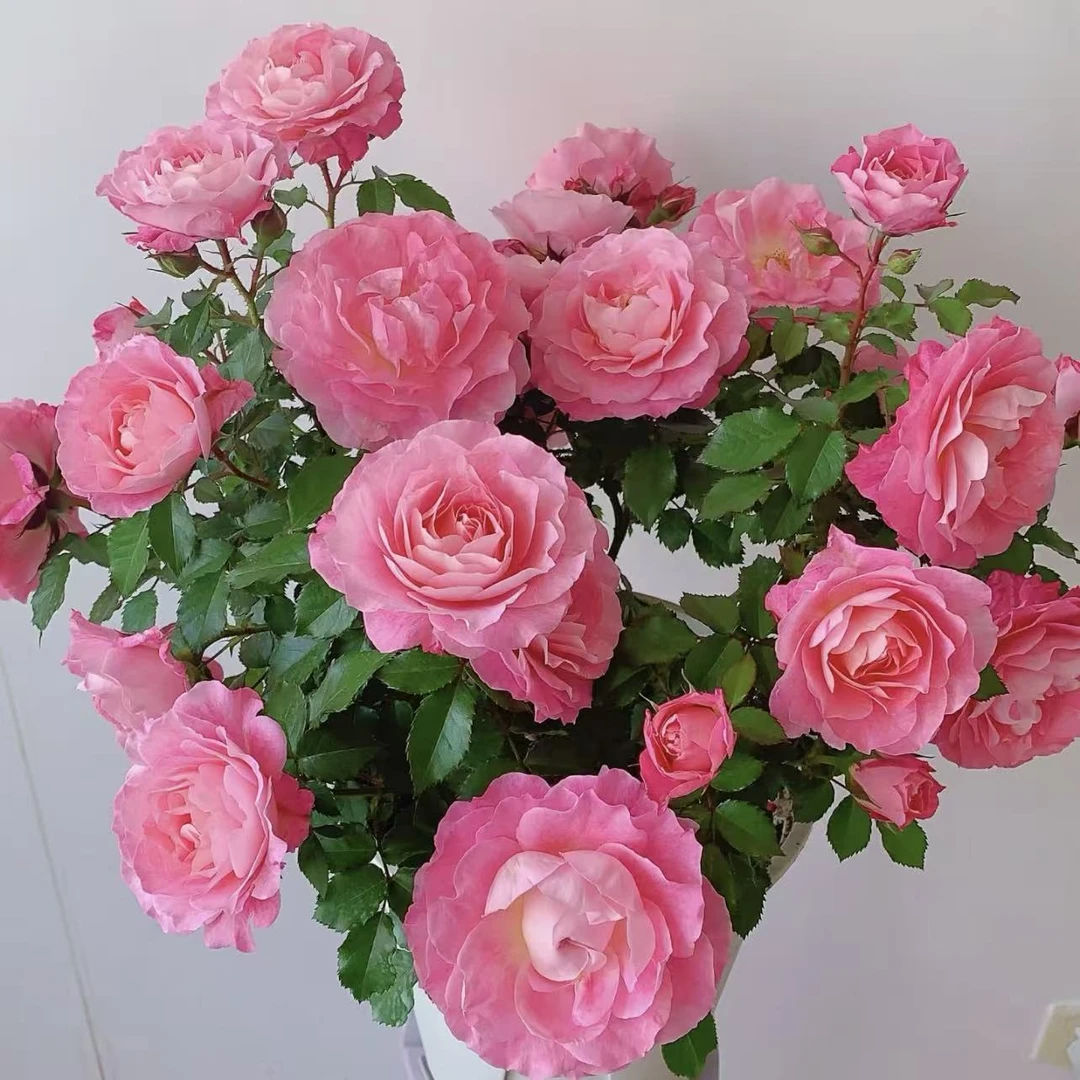 海神王月季花丛生渐变大花盆栽庭院花园植物耐寒耐晒易勤花爆花强