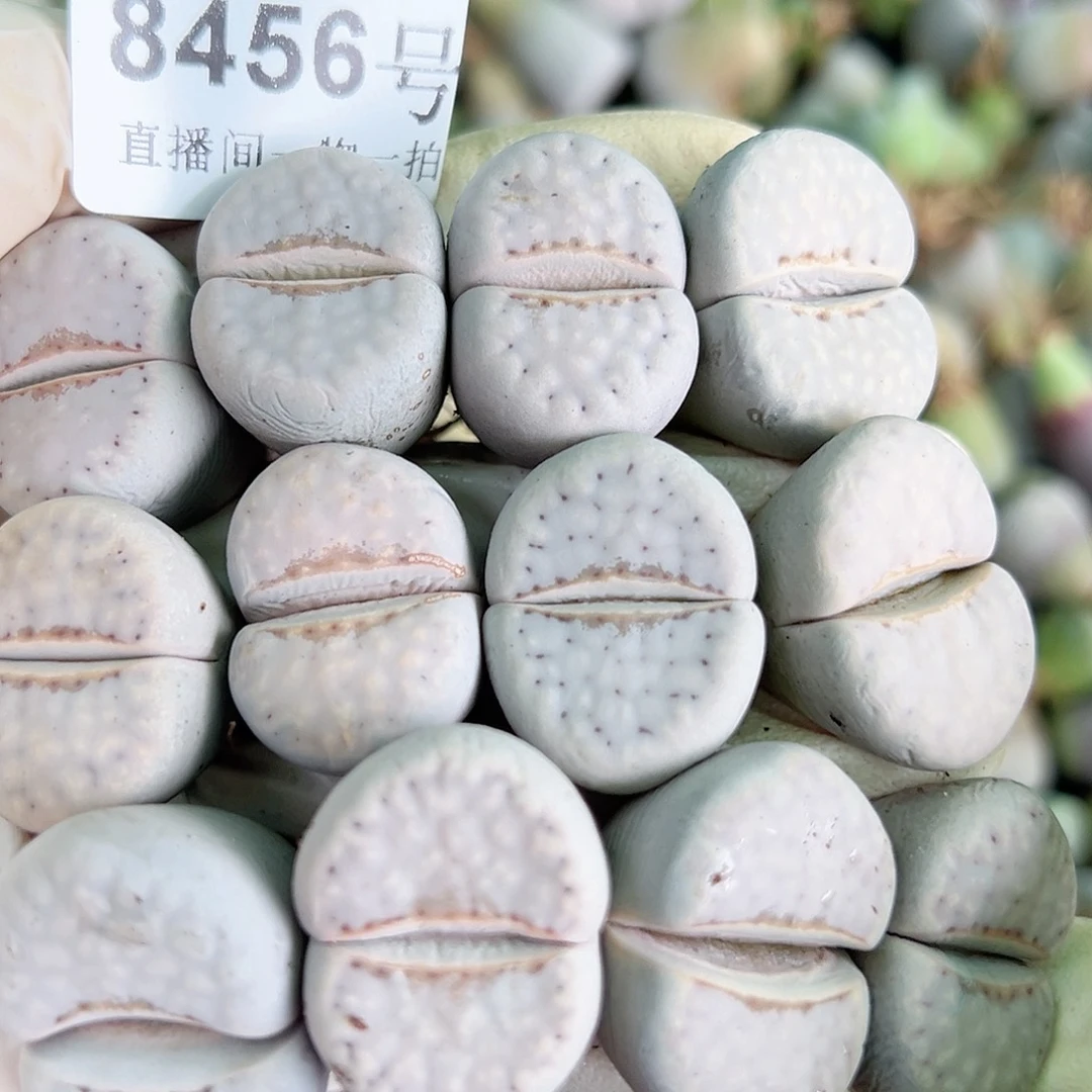 8456 好养易活生石花大母本12个