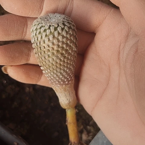 239处理嫁接仙人球