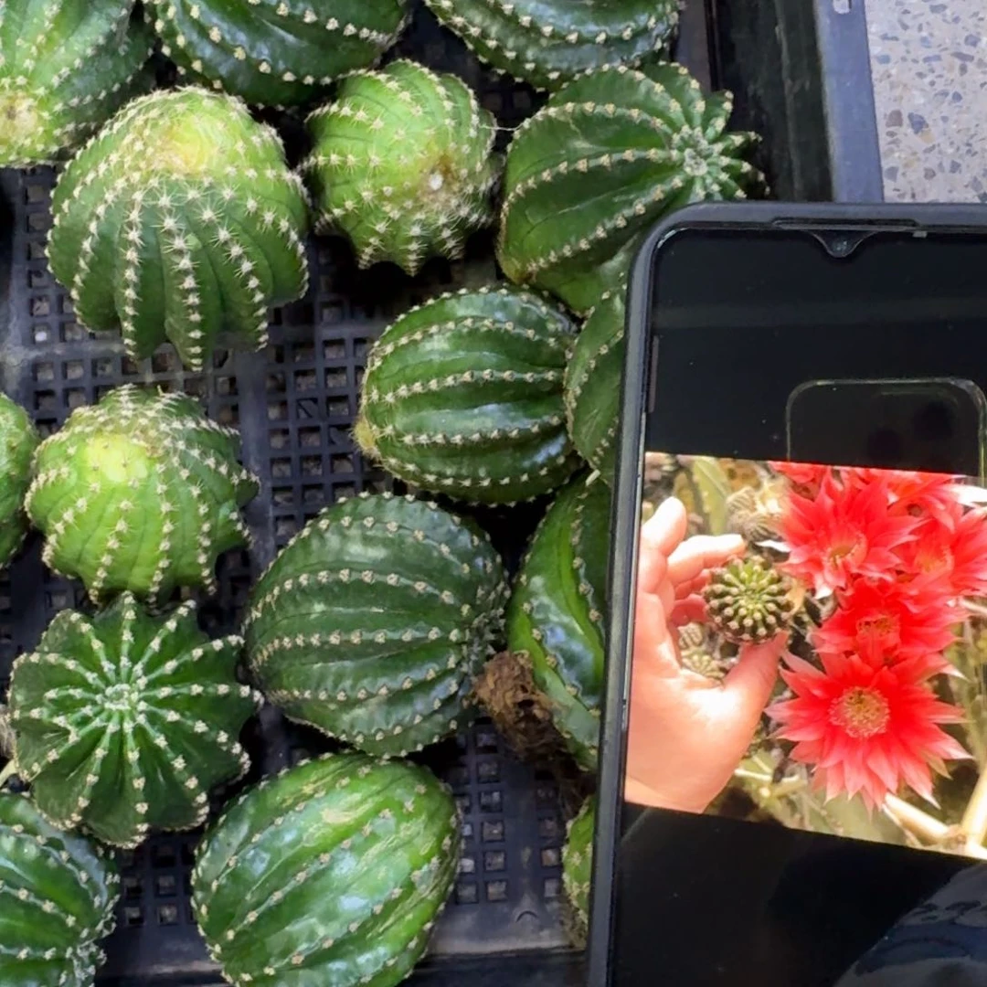 18金刚5歪4公分左右无根侧牙，20包邮