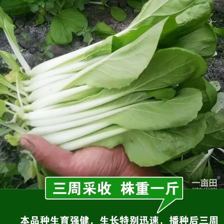 爆品小店新上热卖款新种推荐四季黄金奶油小白菜小白菜种阳台庭院