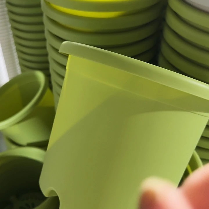 四季3号果绿无托10个特价