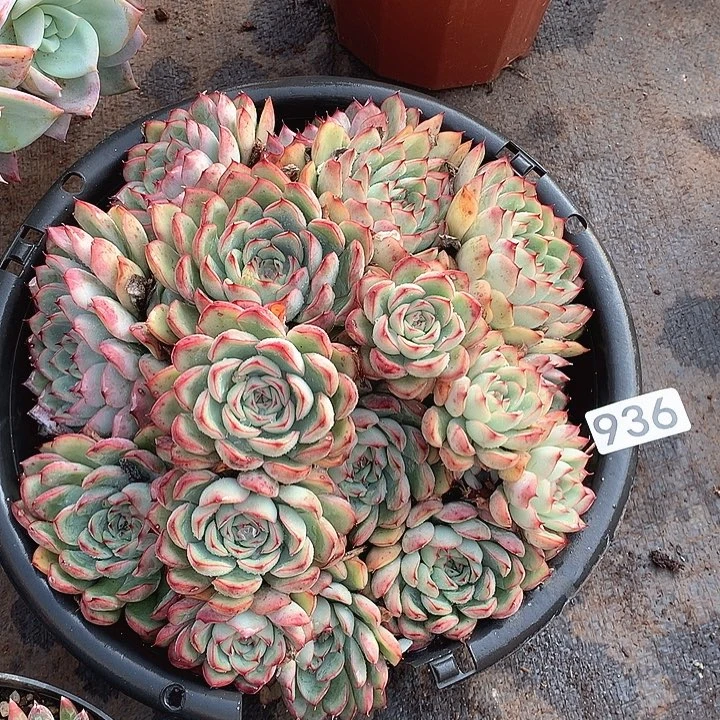 936荷花一物一拍多肉