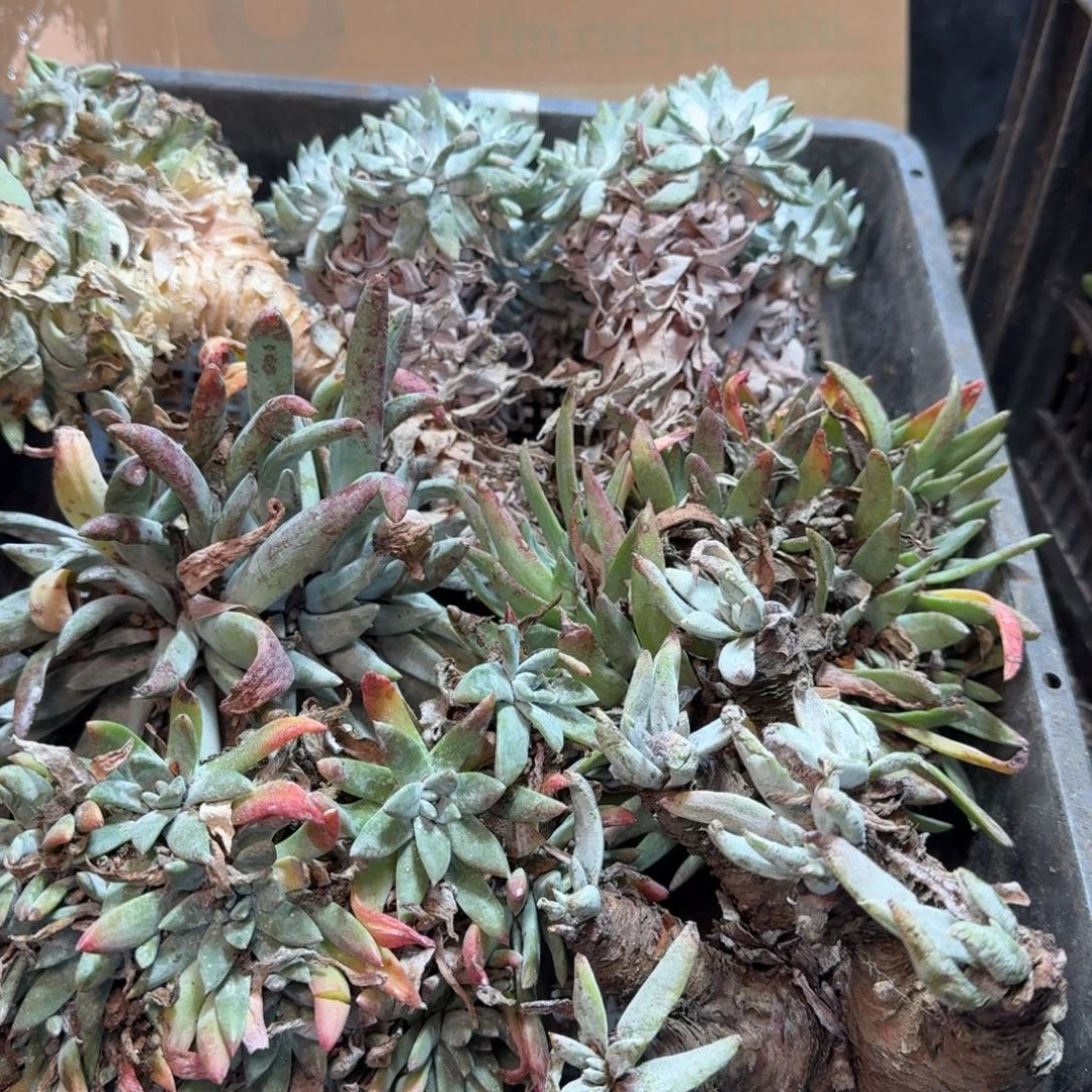 2007瑕疵框拍不售后