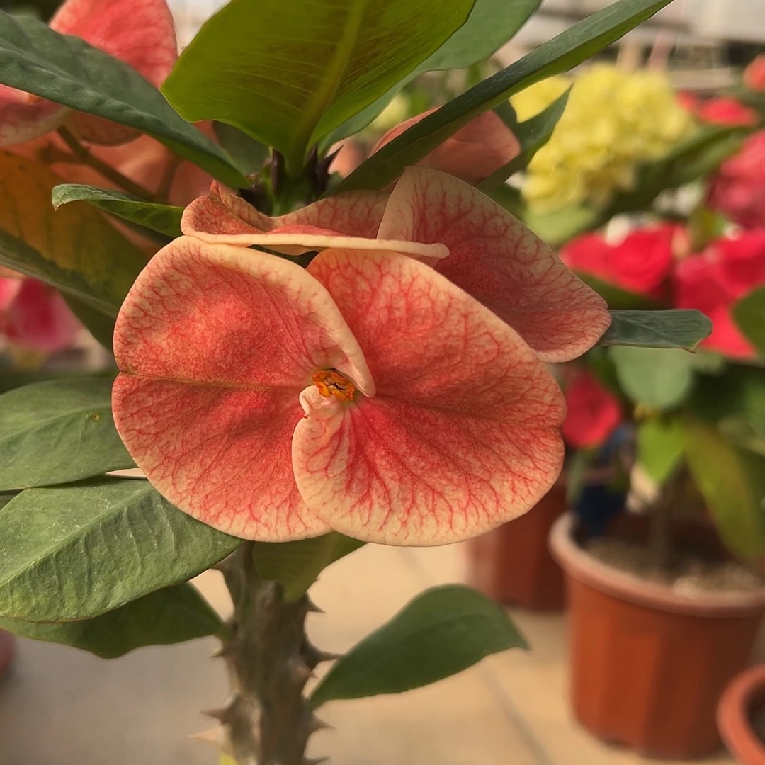 d12泰国大花虎刺梅