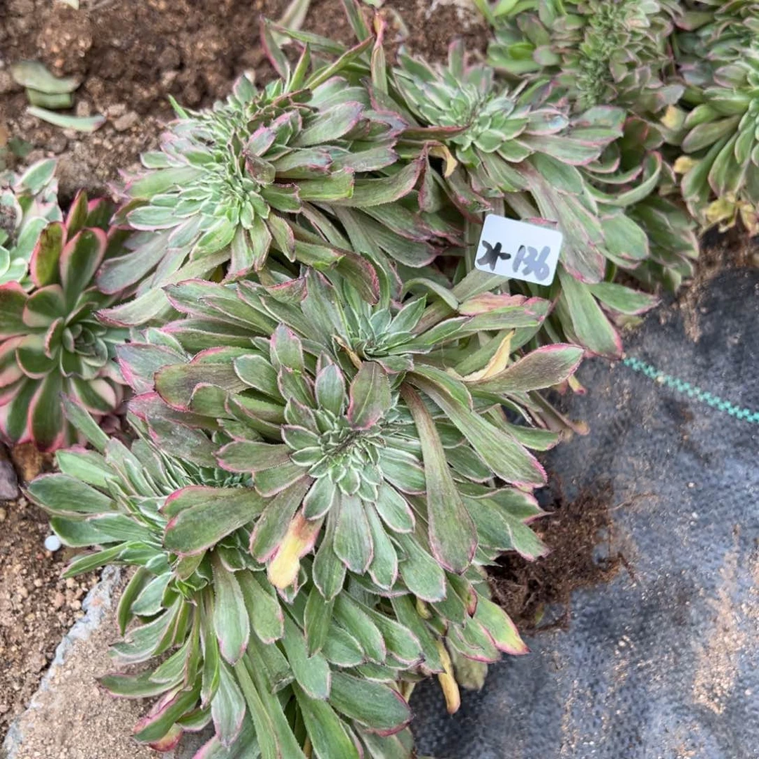 136粉黛缀多肉多肉多肉