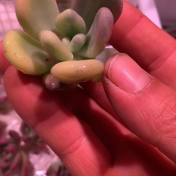 橙雪球锦，拉丝锦锦