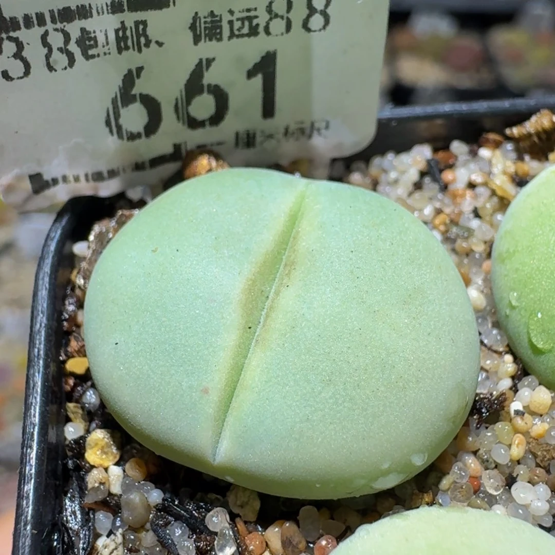 Sssss精品生石花661卡2.3