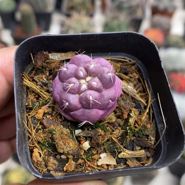 紫皮无刺象牙特价2