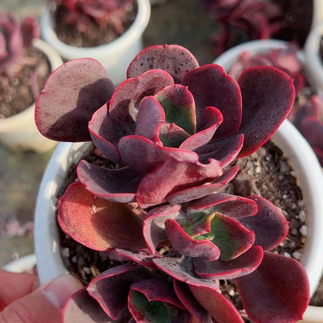 大唐玫瑰双头起控养