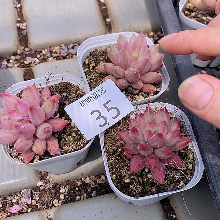 35 多肉植物盆栽花卉植物