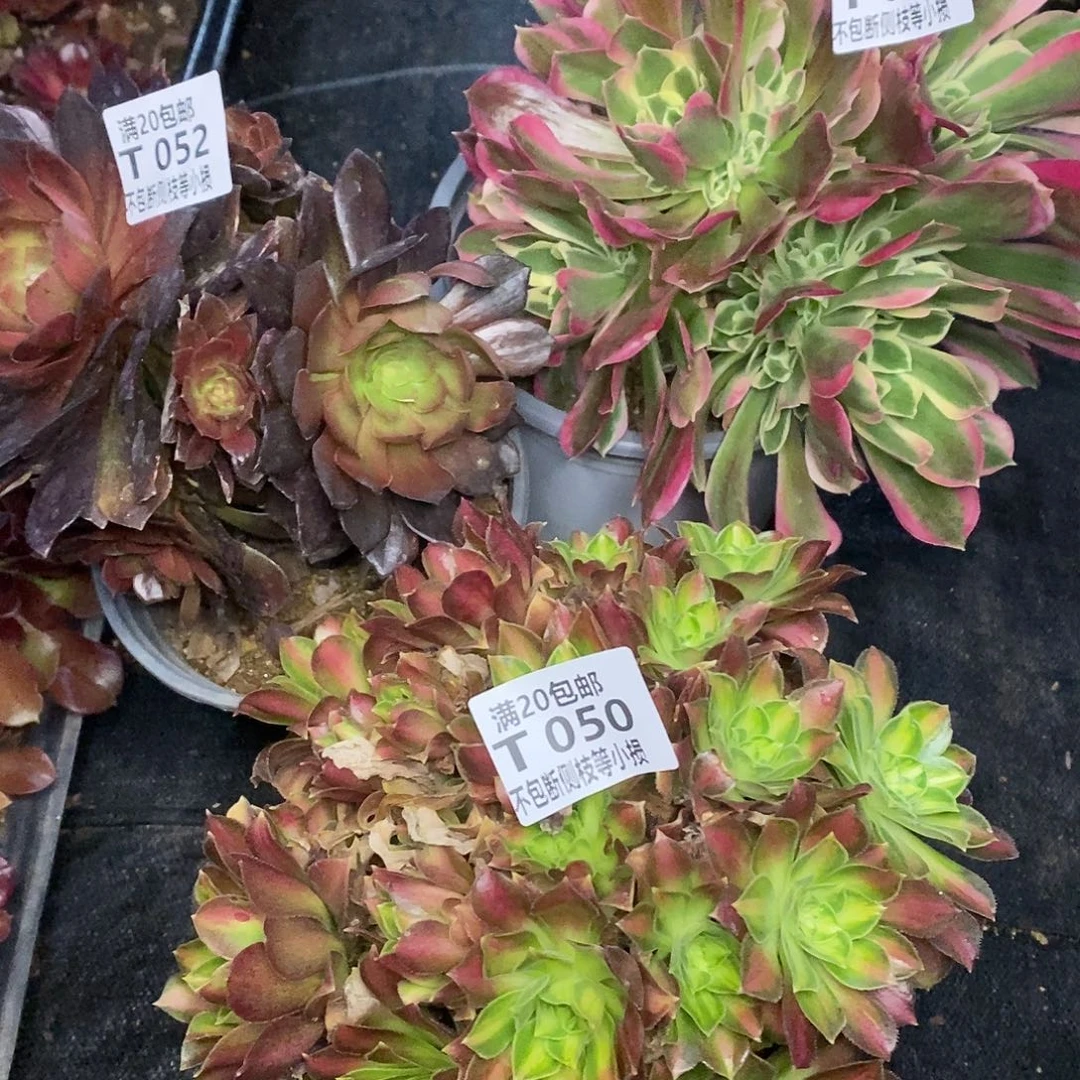 ?****050-052花无缺韶华雨花石多肉