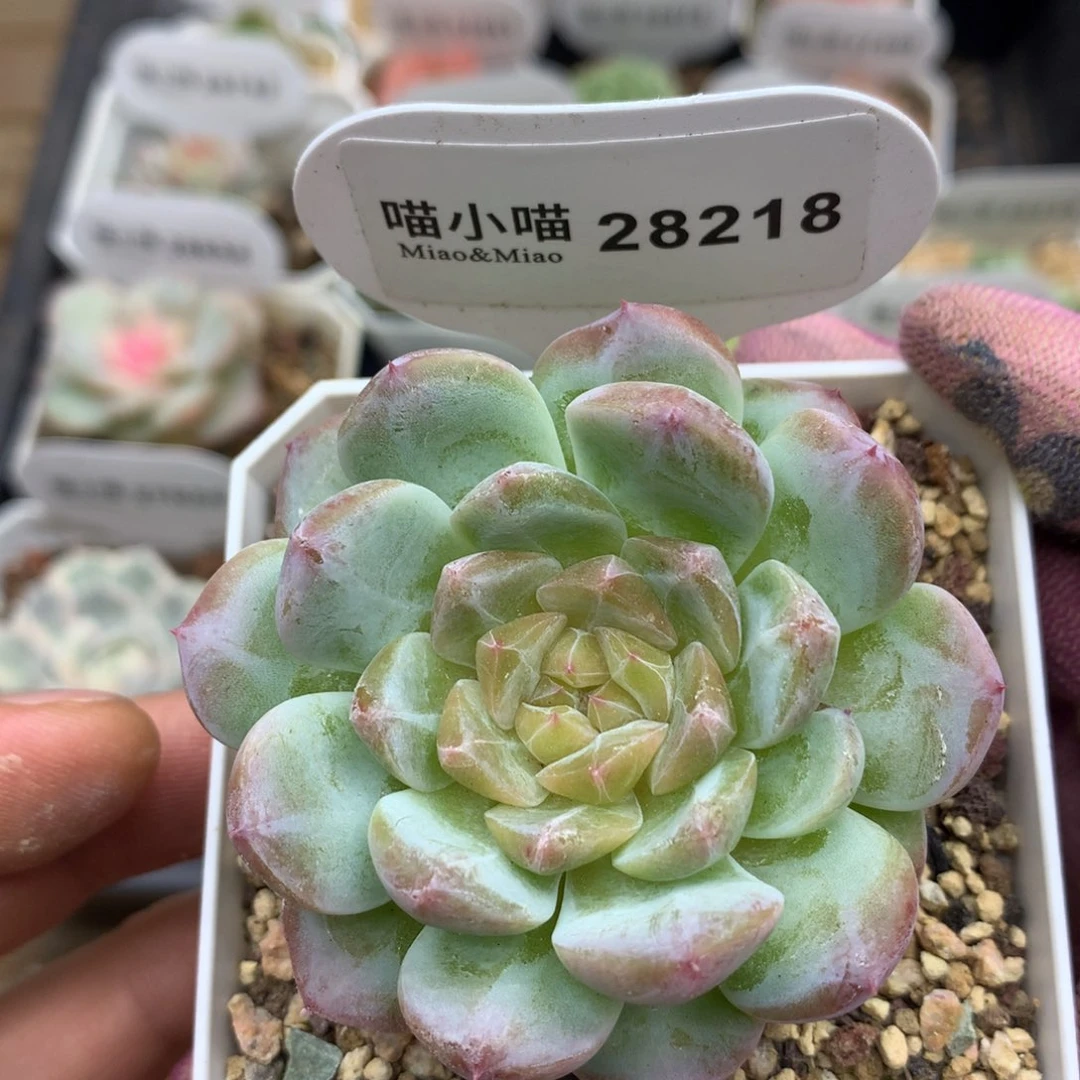 多肉植物糖心珍妮