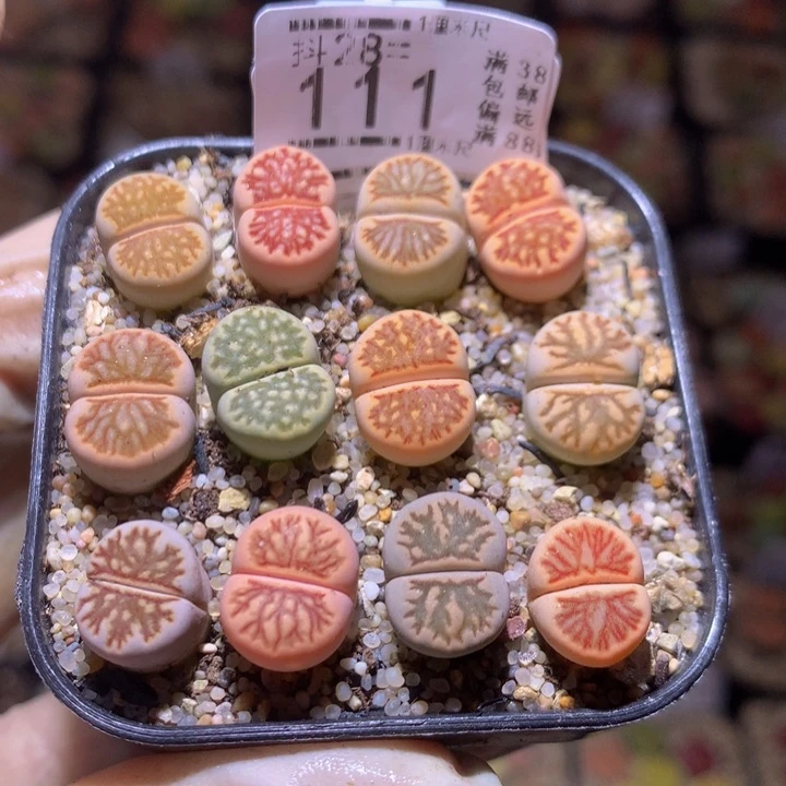 精品生石花28.111