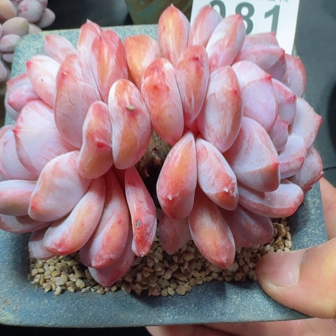 母本雪之魄          摇身一变高富帅，一夜暴富动作快