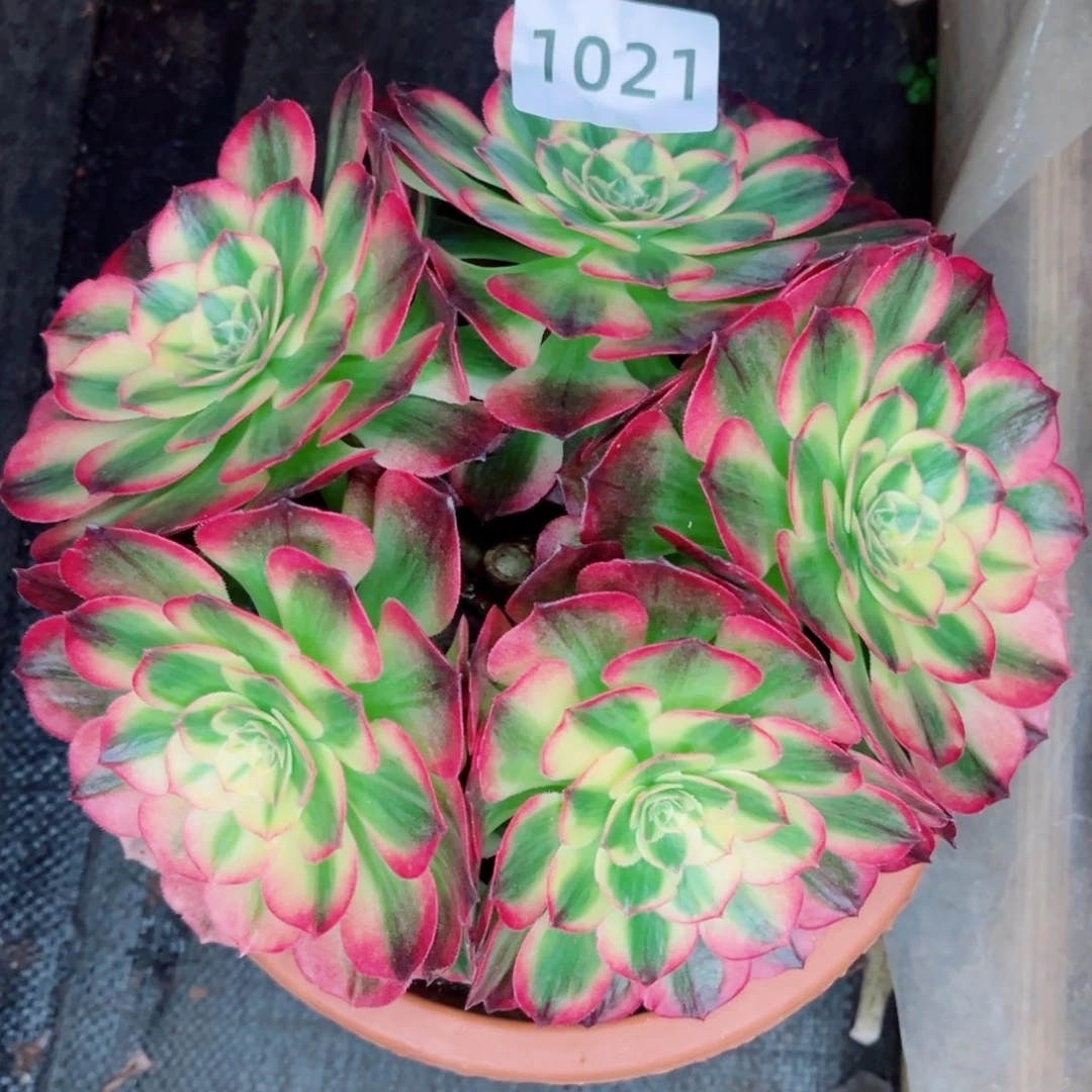 海鲜无主头特价多肉