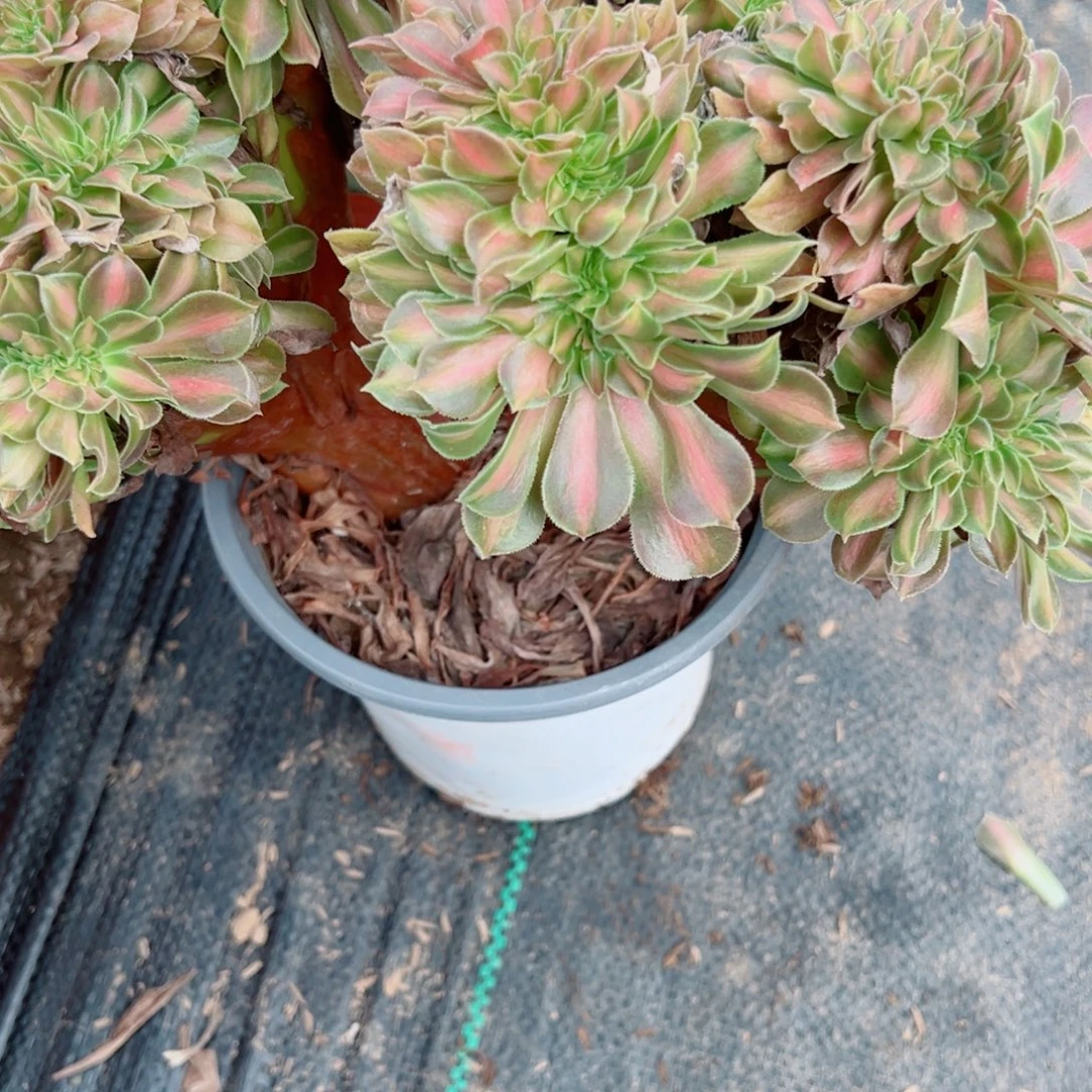 627缀化多肉植物法师多肉