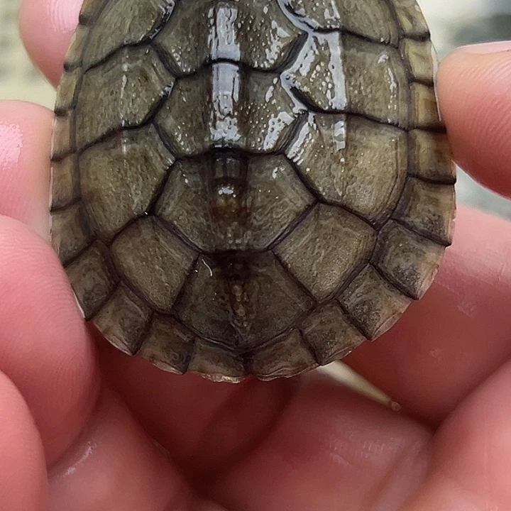 绿毛龟不分公母88888888