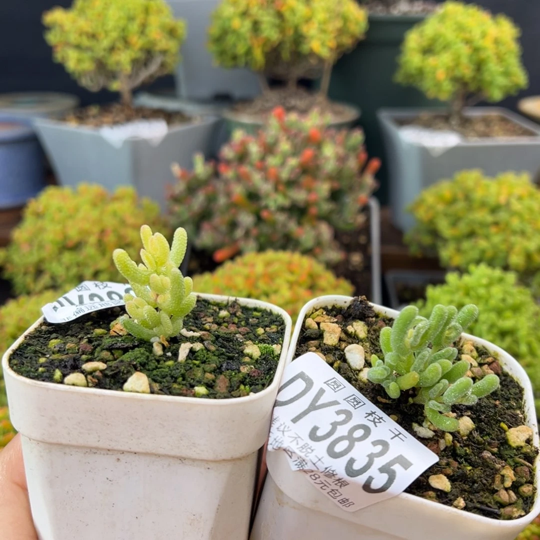 雾***念dy3839/35小小颗冰米锦冰晶锦开播炸