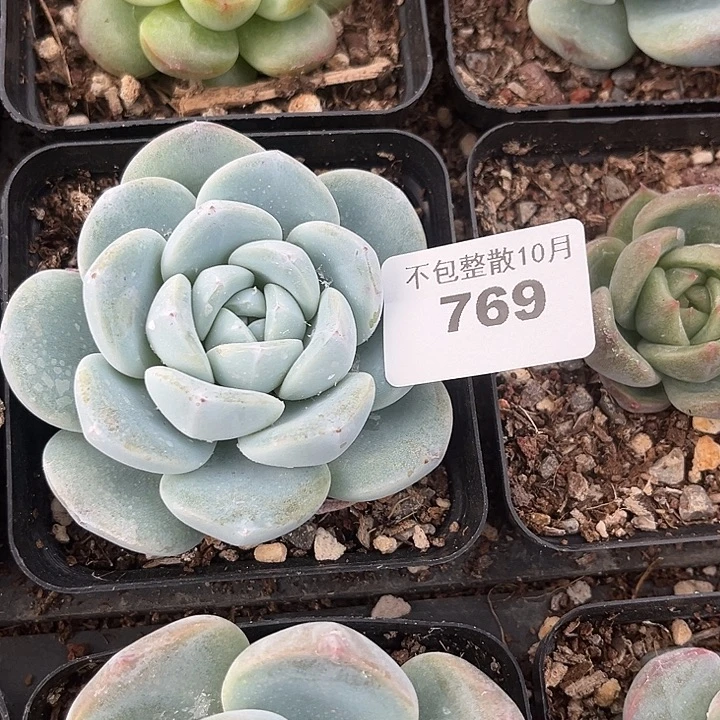 风****阿雅园艺。       769