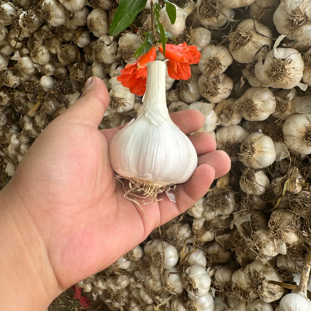 精品山东苍山新鲜白皮大蒜头2025年农家自种笨蒜