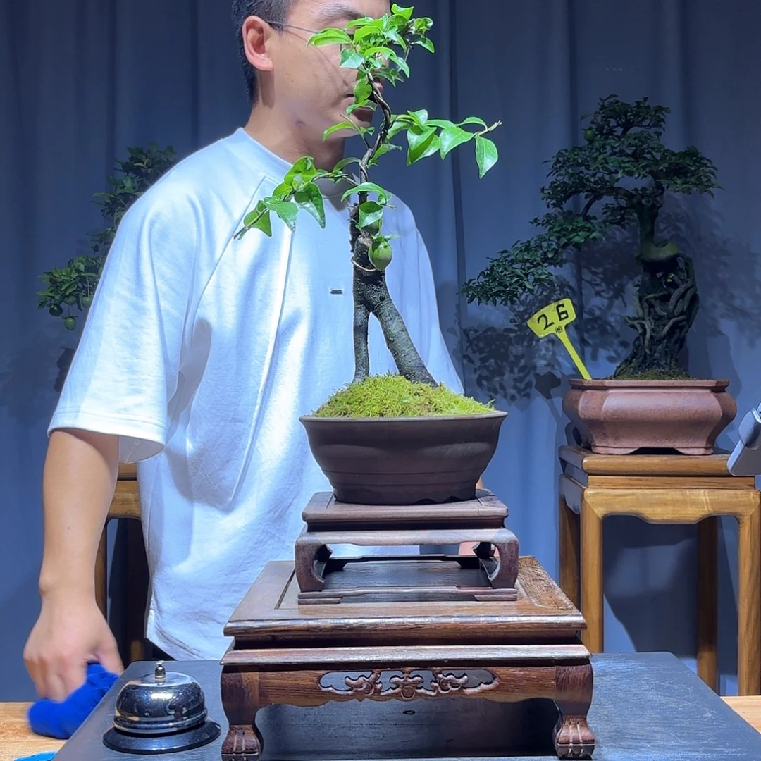 子***鱼无花朵金弹子是真的好看