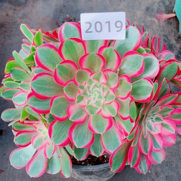 孔雀翎特价多肉发货