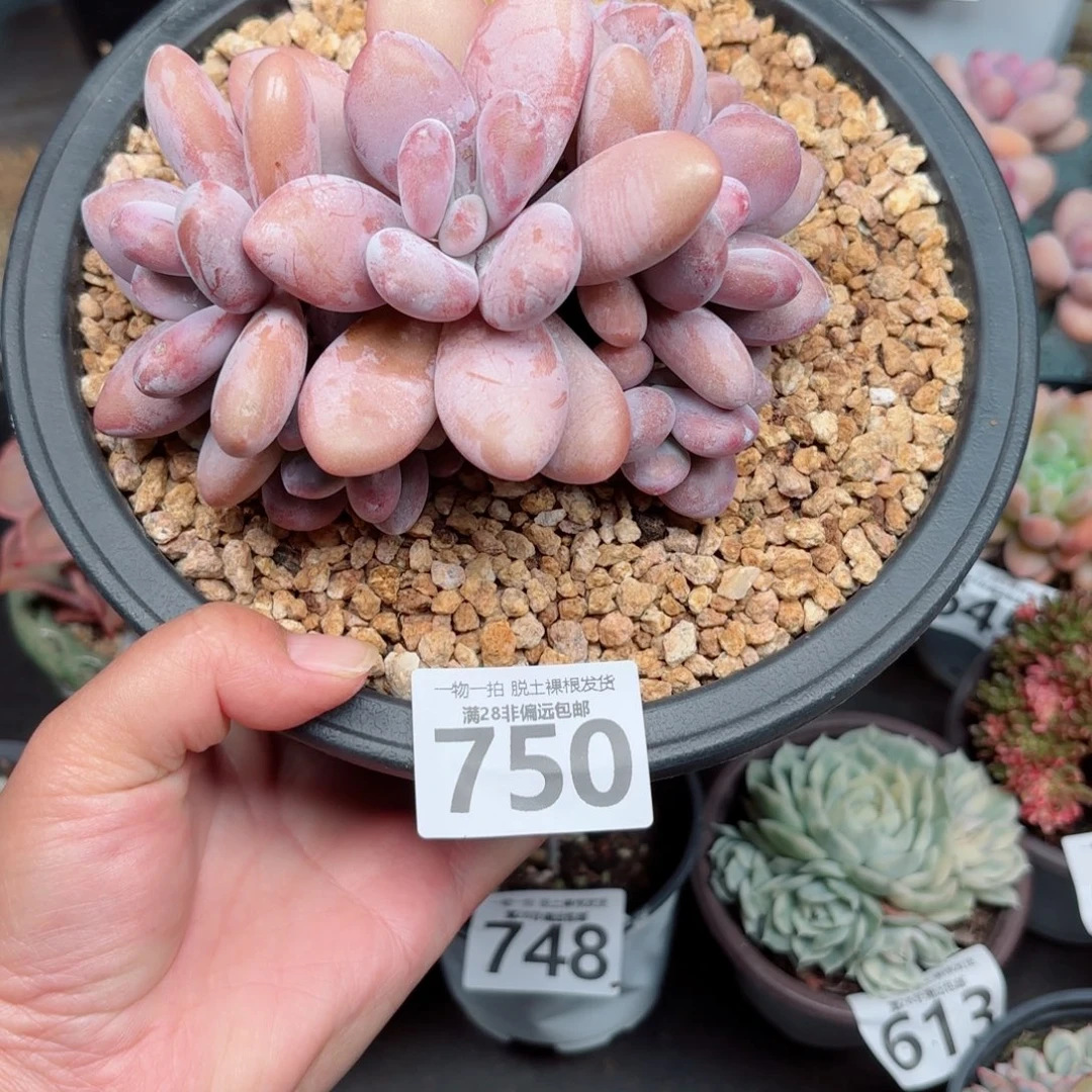 粉兔缀多肉多肉多