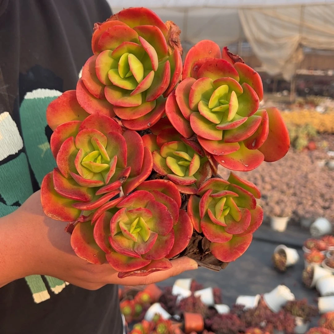 红梅双头起多肉植物两盆