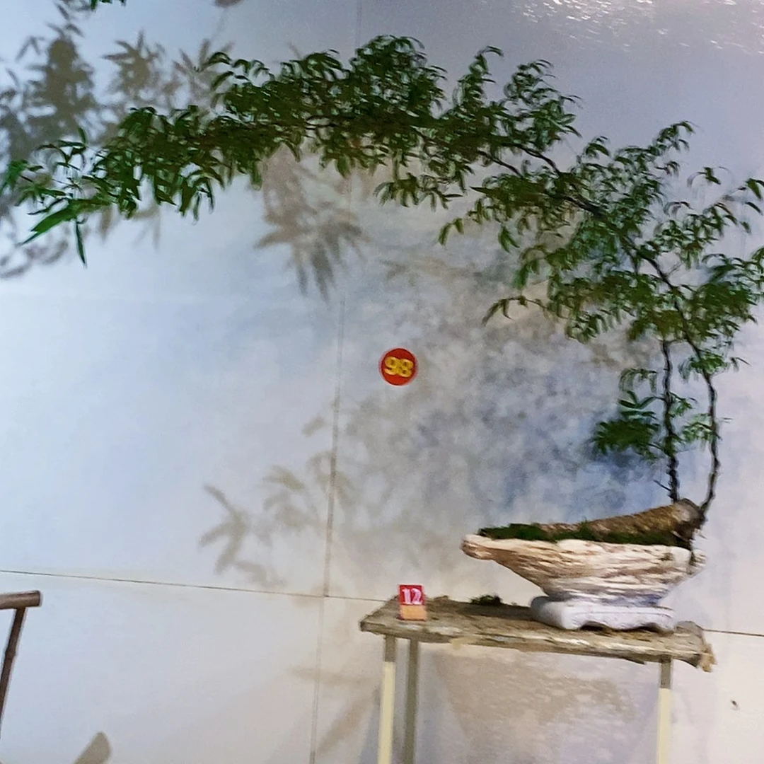 风***子无花朵小叶簕竹一物一拍