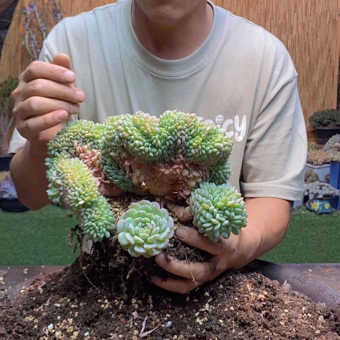 深*深516 号白胖子多肉