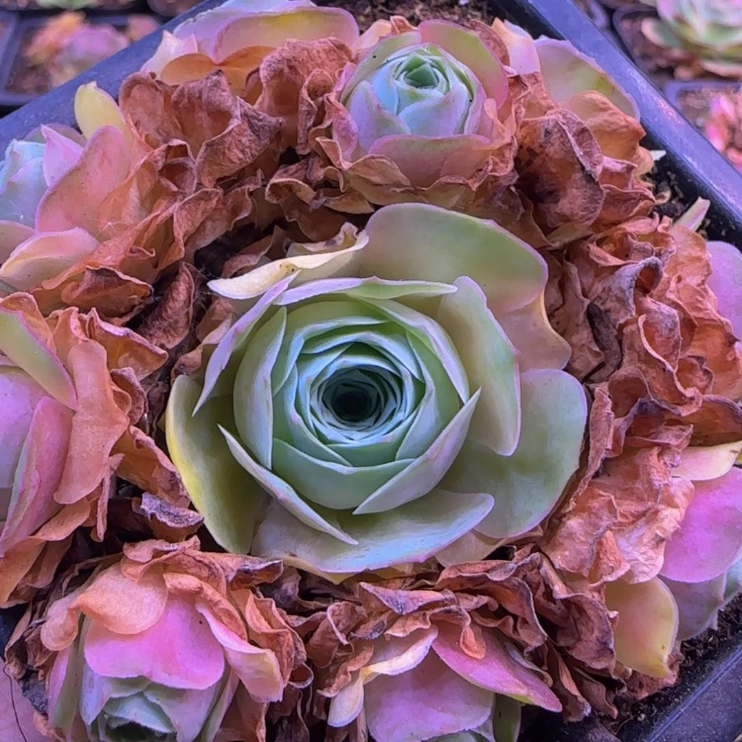 幻紫捧花1131242434353535353