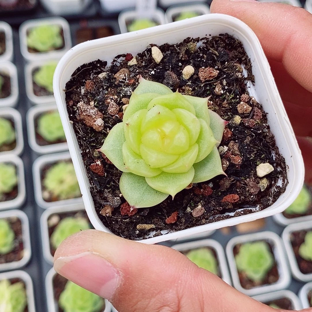 流心扶摇3cm多肉植物