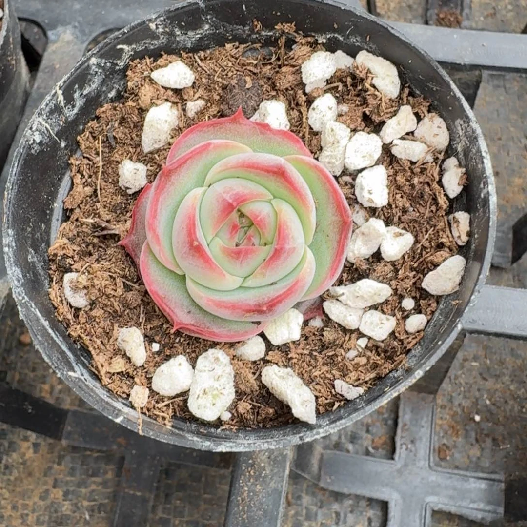 多肉杂交一物一拍18-82