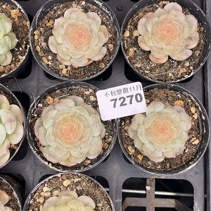 阿雅园艺。        7270白恋四颗