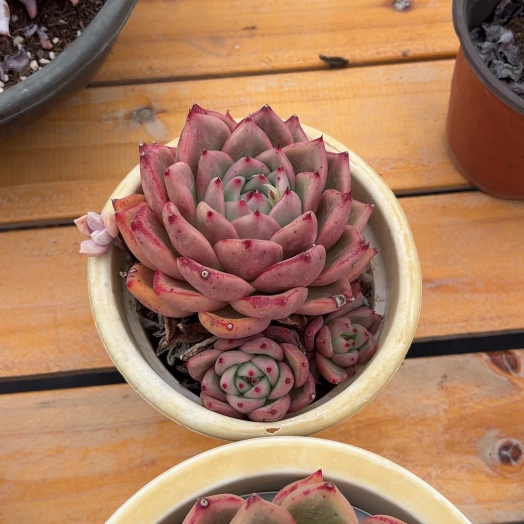 多肉红颜蜜语【非偏远地区满18包邮】