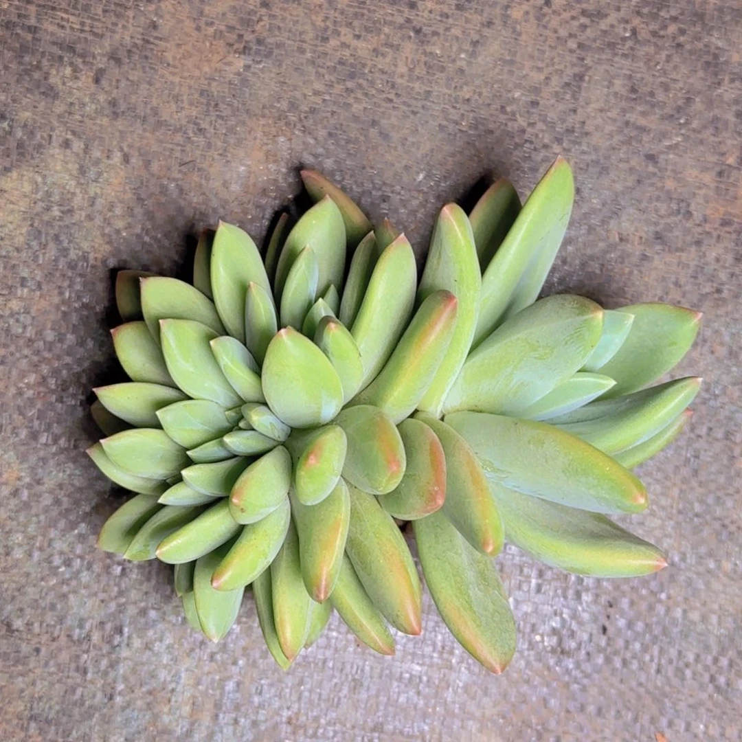 美**焕美轮美换寄养1111111111111