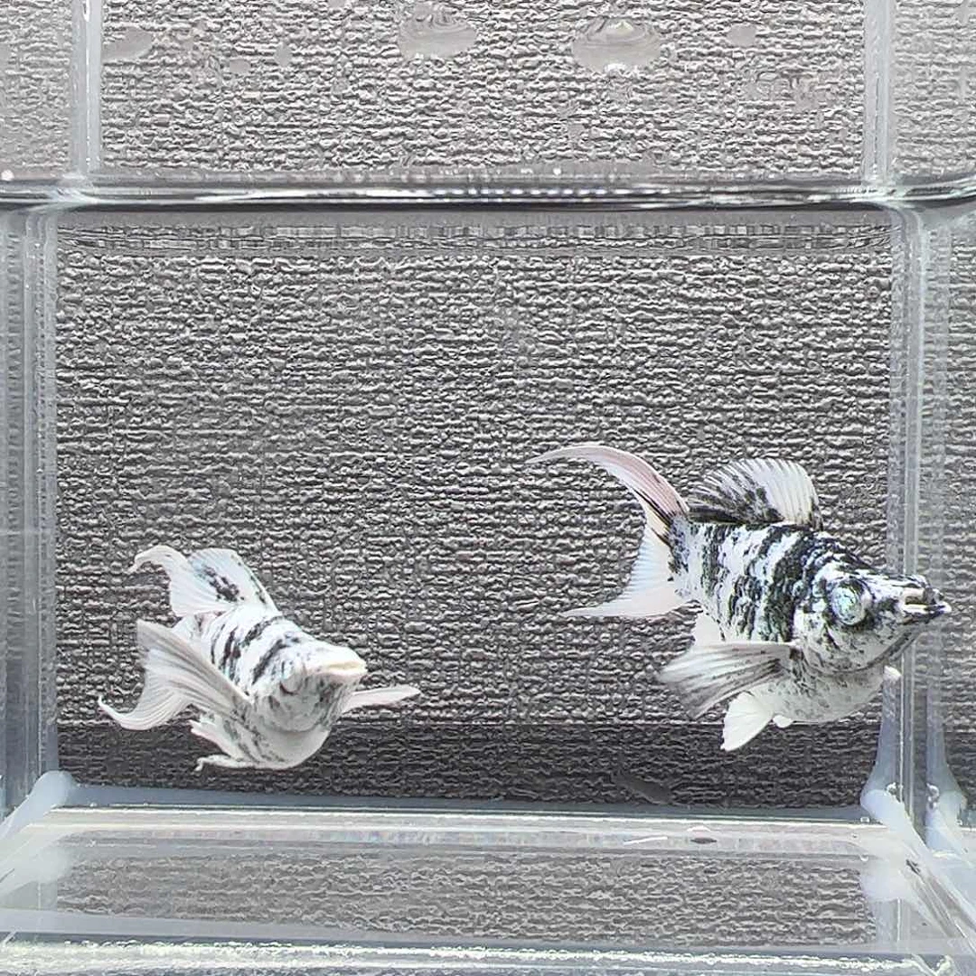 孔雀鱼水墨钻石眼