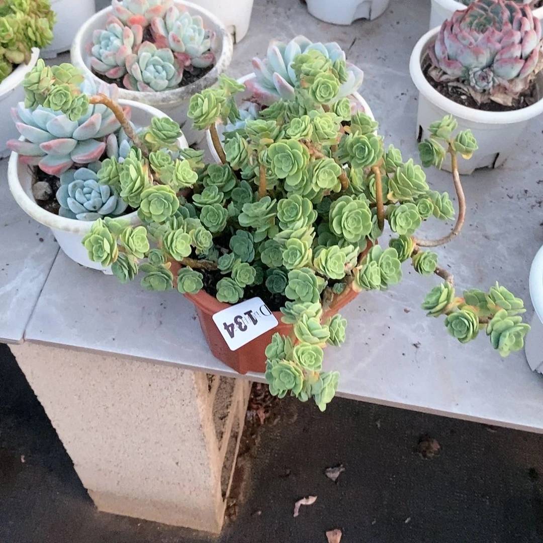 分**口134圆叶薄化妆多肉植物