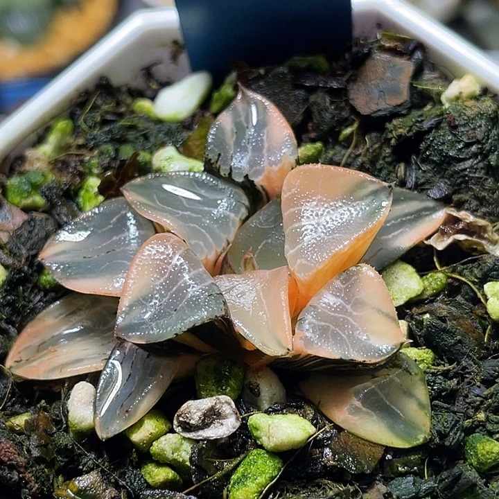 561花影锦特选福利