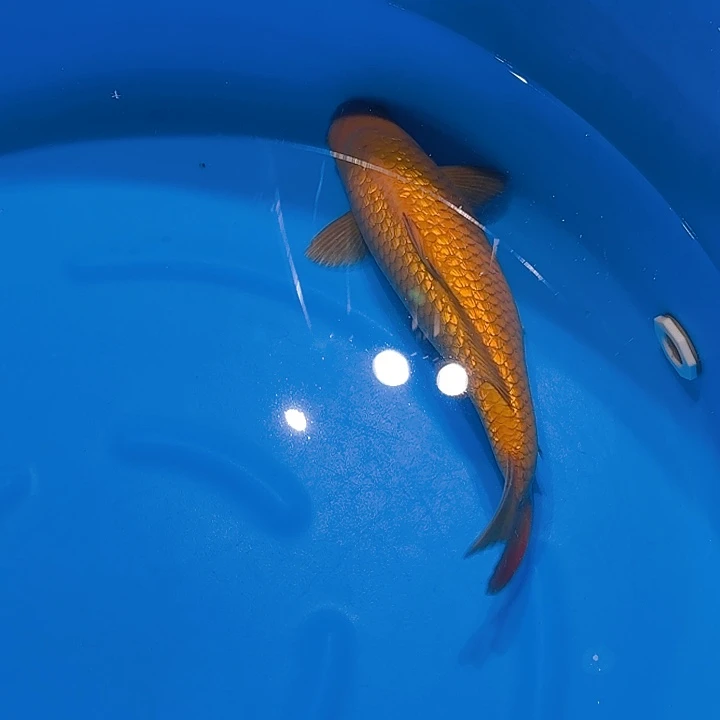 锦鲤红茶锦鲤一条